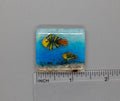 BEAU VERRE ART "Harlequin Fish Fused Glass Needle Minder"  Fused Glass  Magnet  Needleminder  One-of-a-Kind, Handcrafted, 5220