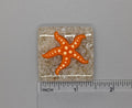 BEAU VERRE ART "Star Fish Needle Minder"  Fused Glass Magnet  Summer, Beach, Needleminder  One-of-a-Kind, Handcrafted 5313L